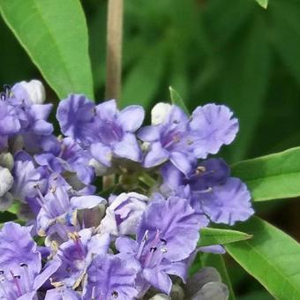 Vitex agnus-castus