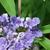 Vitex agnus-castus