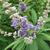 Vitex agnus-castus