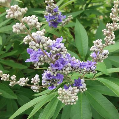 Mönchspfeffer - Vitex agnus-castus