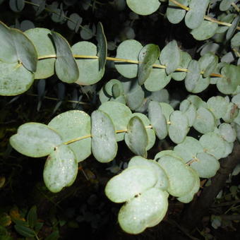 Eucalyptus gunnii 'Azura'