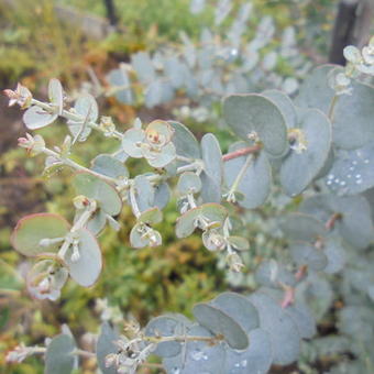 Eucalyptus gunnii 'Azura'