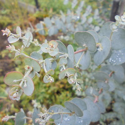 Eucalyptus gunnii 'Azura' - Eucalyptus gunnii 'Azura'