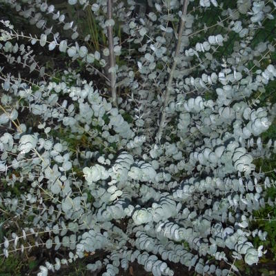 Eucalyptus gunnii 'Azura' - Eucalyptus gunnii 'Azura'