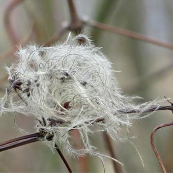 Clematis vitalba