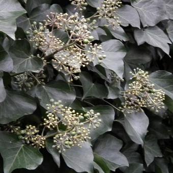 Hedera helix