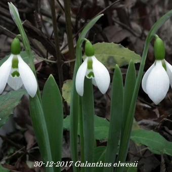 Galanthus elwesii