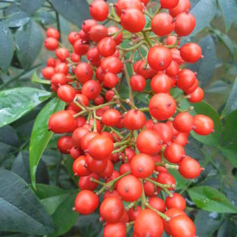 Nandina domestica