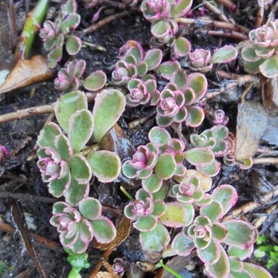 Sedum spurium 'Variegatum' - Sedum spurium 'Variegatum'