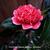 Camellia japonica 'Volunteer'