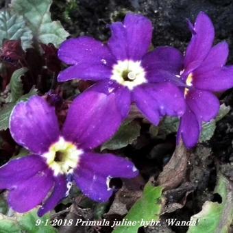 Primula 'Wanda'