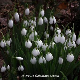 Galanthus elwesii