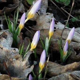 Crocus tommasinianus