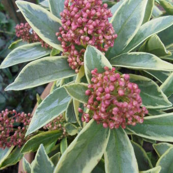 Skimmia japonica 'MAGIC Marlot'