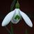 Galanthus nivalis 'Magnet'