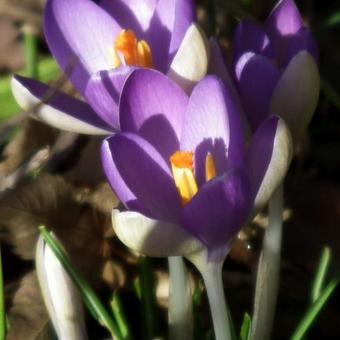 Crocus tommasinianus