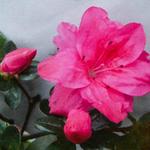 Rhododendron molle subsp. japonicum (rood) - Japanische Azalee