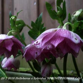 Helleborus x hybridus 'SPRING PROMISE Lily'