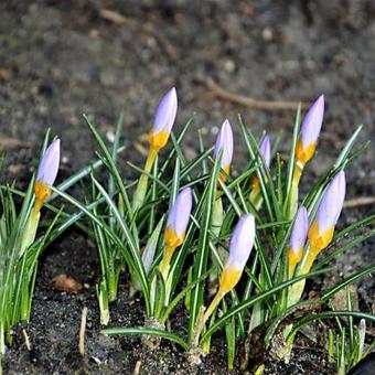 Crocus 'Firefly'