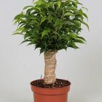 Ficus benjamina - 