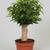 Ficus benjamina