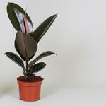 Ficus elastica 'Abidjan' - 