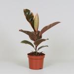 Ficus elastica 'Belize' - 