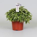 Ficus benjamina 'Lovely' - 