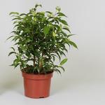 Ficus benjamina 'Natasja' - 