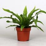 Asplenium antiquum - 