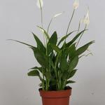 Spathiphyllum 'Korto' - 