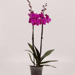 Phalaenopsis 'Evolution' - 