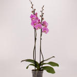 Phalaenopsis 'Marillion' - 