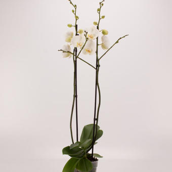 Phalaenopsis 'Ikaria'