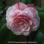 Camellia japonica 'Bonomiana' - 