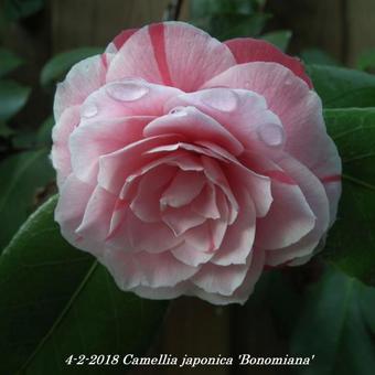 Camellia japonica 'Bonomiana'