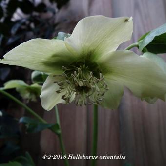 Helleborus orientalis