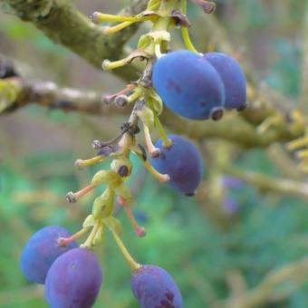 Mahonia aquifolium