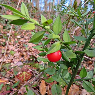 Stechender Mäusedorn - Ruscus aculeatus