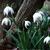 Galanthus nivalis 'Flore Pleno'