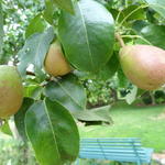 Pyrus communis ´Beurré Hardy´ - 