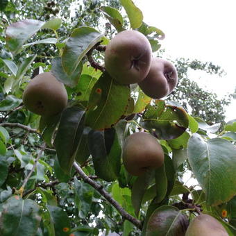 Pyrus communis ´Beurré Hardy´