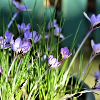 Crocus minimus 'Spring Beauty'