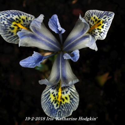 Iris 'Katharine Hodgkin' - 