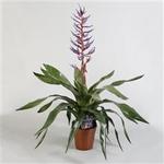 Aechmea ‘Blue Rain’ - 