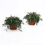 Ficus 'Anouk' - 