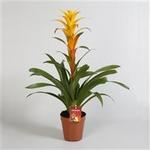 Guzmania 'Sunny Time' - 