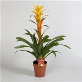 Guzmania 'Sunny Time'