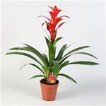 Guzmania 'Rostara' - 