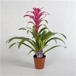 Guzmania 'Passion' - 